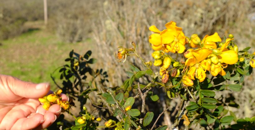 Comunidad agrícola conoce parcela experimental de plantas que captan el agua de la niebla