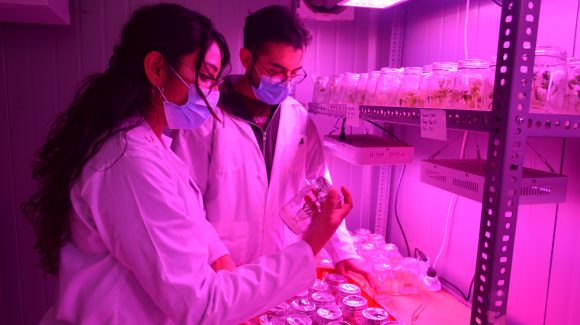 Nuevo estudio de CEAZA entrega bases científicas para incorporar microorganismos benéficos y biocontrolar enfermedades en plantas
