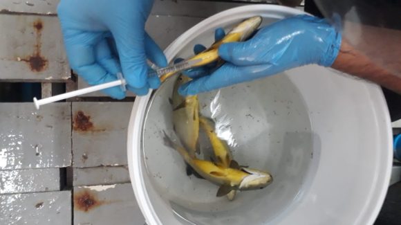 Mediante soluciones basadas en la biología y la química se busca contribuir al cultivo de peces en Chile