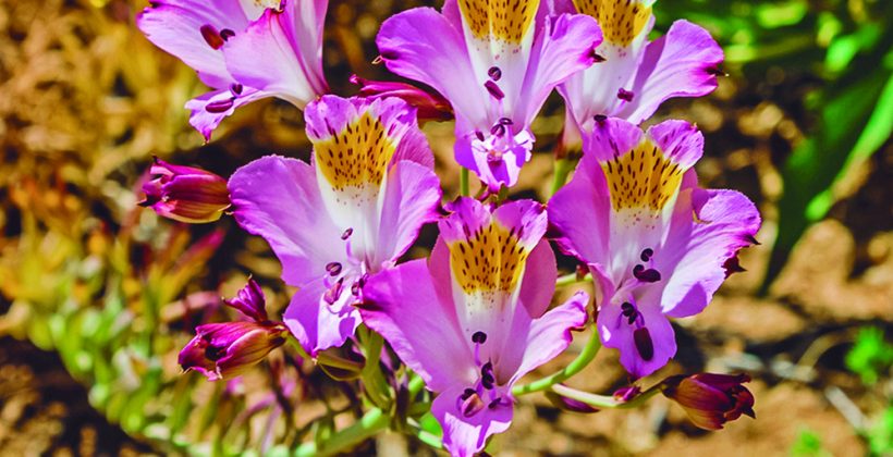 Emprendedores turísticos conocieron detalles científicos del Desierto Florido
