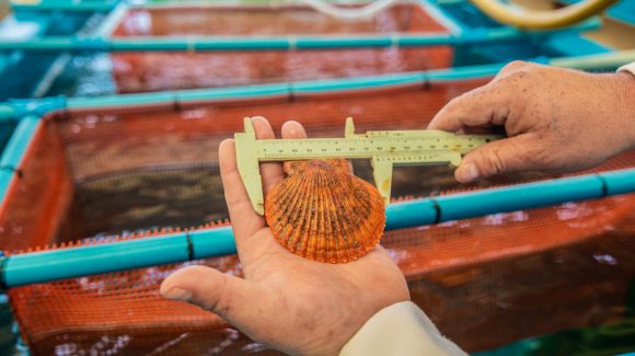 Acuicultores de Ecuador y Perú conocieron el trabajo conjunto  de ciencia e industria en Chile para afrontar el cambio climático