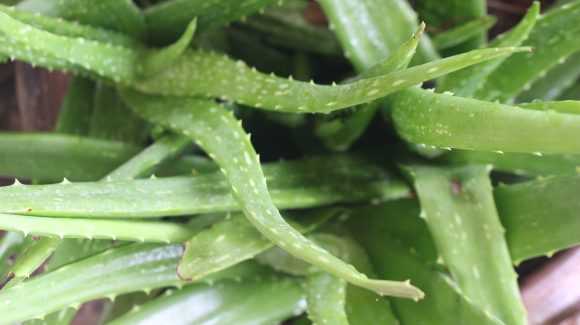 Aloe vera y su capacidad de vivir sin riego podría ayudar a la producción de cultivos en condiciones desérticas