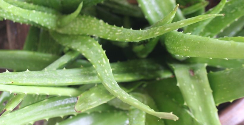 Aloe vera y su capacidad de vivir sin riego podría ayudar a la producción de cultivos en condiciones desérticas