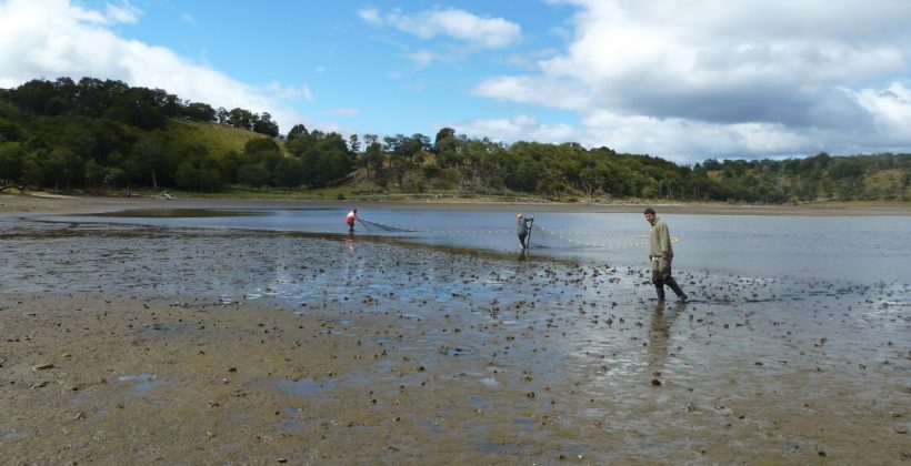Róbalo patagónico sería una especie vulnerable a futuros aumentos de la temperatura del mar Róbalo patagónico sería una especie vulnerable a futuros aumentos de la temperatura del mar