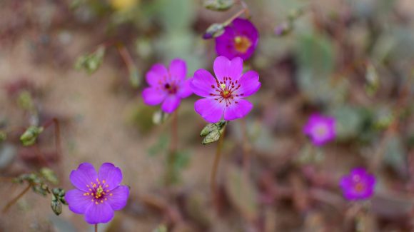 Científicos estudian microorganismos del Desierto Florido  que cumplirían importante rol en el ciclo de vida de las plantas