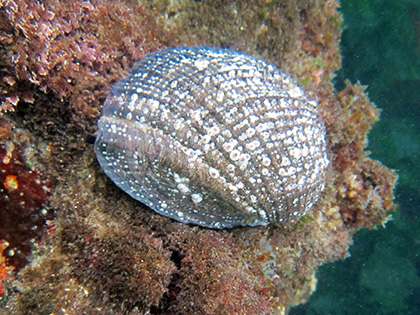 Investigación de CEAZA proyecta cómo locos y erizos serán afectados por cambios en la temperatura del mar