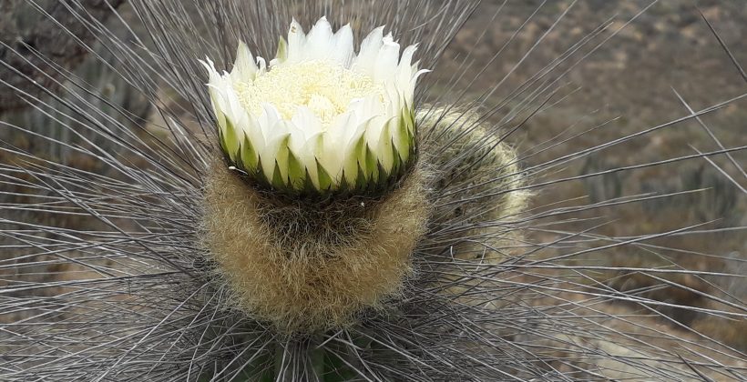 Científicos identifican plantas más eficientes para capturar el agua de niebla en la Región de Coquimbo