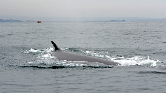Definen 14 áreas importantes para la conservación de mamíferos marinos en Chile