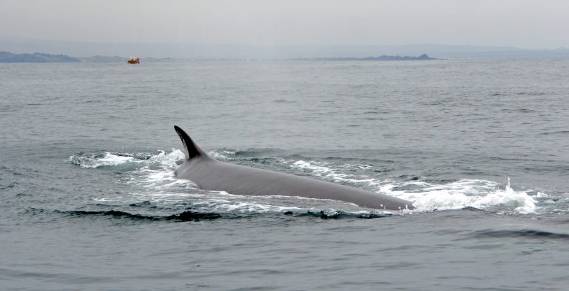 Definen 14 áreas importantes para la conservación de mamíferos marinos en Chile