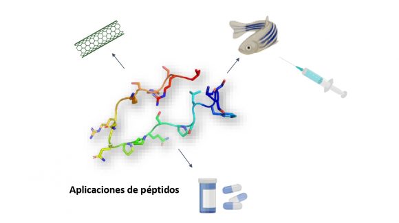 Mediante péptidos: apuntan a mejorar el aspecto y sabor de pescados como la corvina y la cojinoba del norte