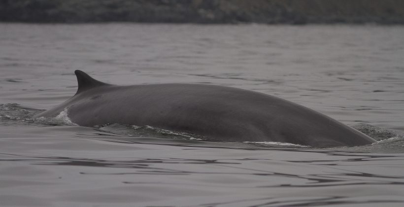 Investigación científica sobre ballenas será clave para la conservación del Archipiélago de Humboldt