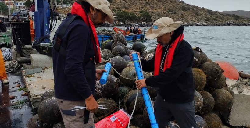 Instalación de tecnología en Bahía de Guanaqueros podría mejorar procesos productivos de empresa Scallop