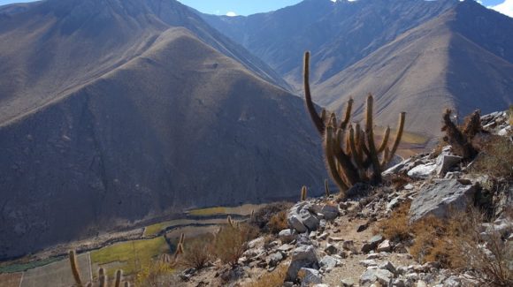 Investigador de CEAZA colaboró en el desarrollo de una Guía de plantas de uso tradicional de la comuna de Paihuano