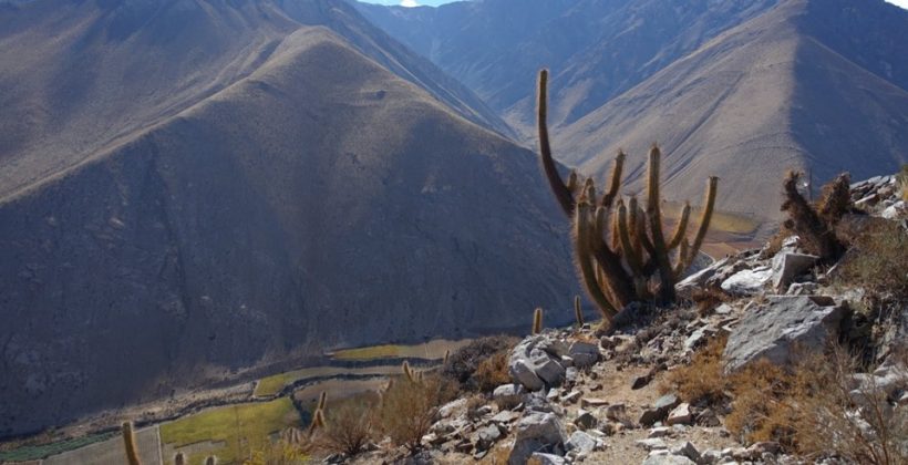 Investigador de CEAZA colaboró en el desarrollo de una Guía de plantas de uso tradicional de la comuna de Paihuano