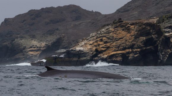 Inédito levantamiento de información oceanográfica busca apoyar los planes de conservación de la Reserva Marina Isla Chañaral