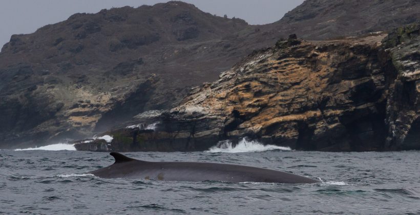 Inédito levantamiento de información oceanográfica busca apoyar los planes de conservación de la Reserva Marina Isla Chañaral