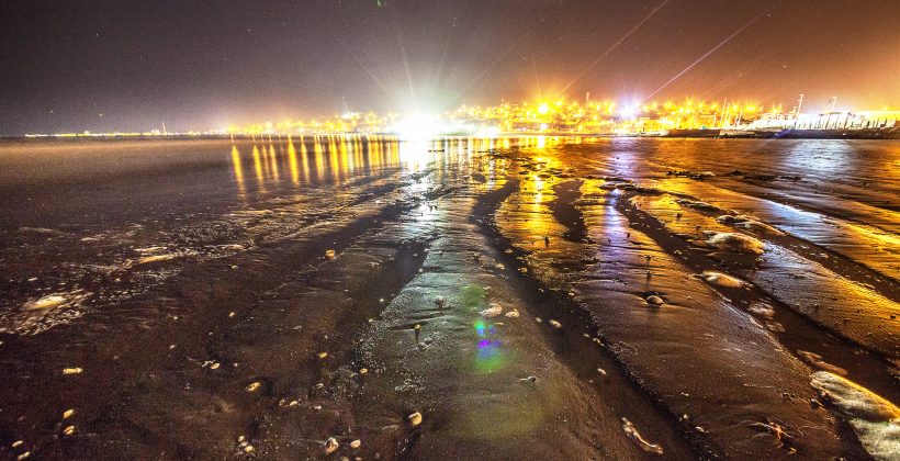 Investigación determinó cómo afecta la luz artificial nocturna a una comunidad de especies de playa arenosa en El Apolillado