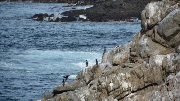 Temperaturas cálidas del mar anuncian la llegada del Fenómeno de El Niño en la Región de Coquimbo