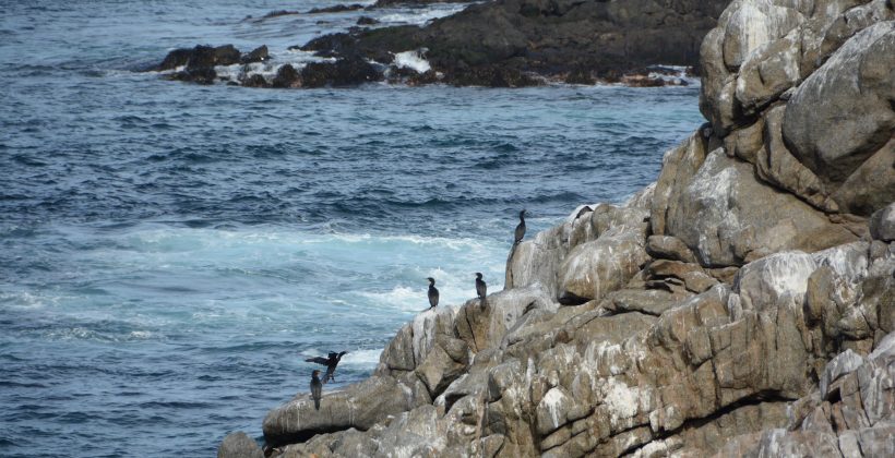 Temperaturas cálidas del mar anuncian la llegada del Fenómeno de El Niño en la Región de Coquimbo
