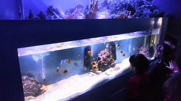 La importancia silenciosa de la desoxigenación marina: Conmemoración del Día Mundial de los Océanos abordó el tema