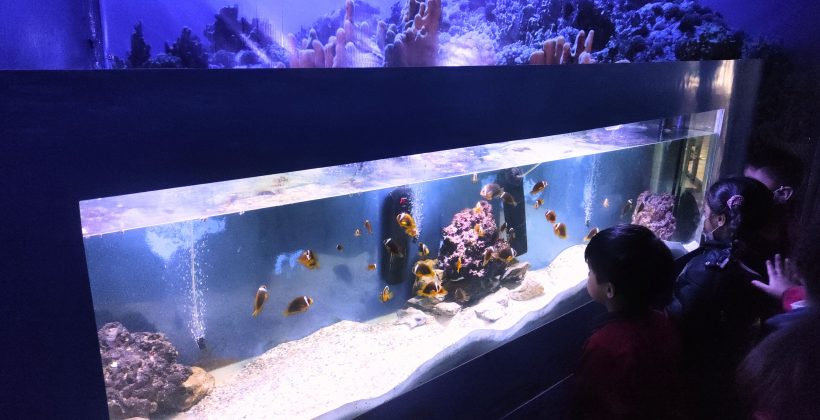La importancia silenciosa de la desoxigenación marina: Conmemoración del Día Mundial de los Océanos abordó el tema La importancia silenciosa de la desoxigenación marina: Conmemoración del Día Mundial de los Océanos abordó el tema