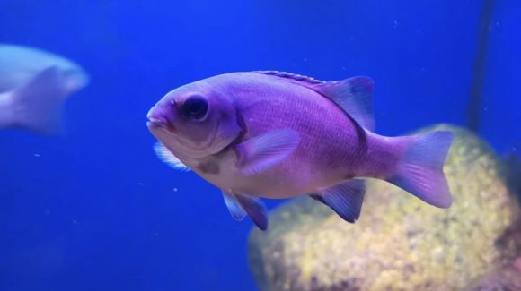 Estudio revela que la luz artificial nocturna trastorna el comportamiento de peces baunco, una especie con potencial comercial