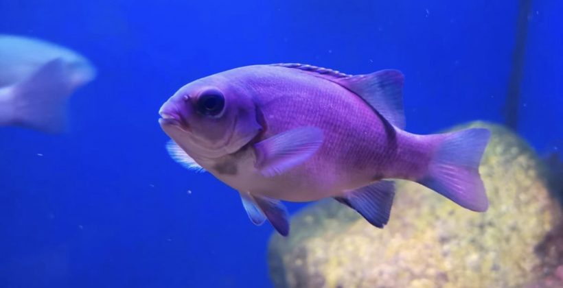 Estudio revela que la luz artificial nocturna trastorna el comportamiento de peces baunco, una especie con potencial comercial