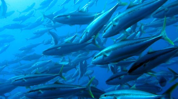 Avanzan en investigación que desarrollará implantes hormonales para peces de interés acuícola