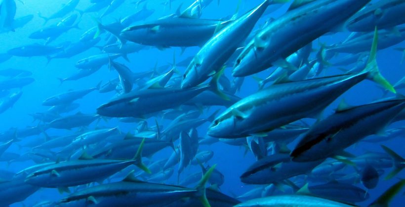 Avanzan en investigación que desarrollará implantes hormonales para peces de interés acuícola