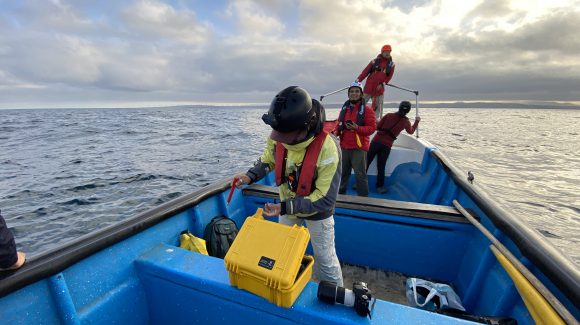 Monitorean el viaje de ballena frente a las costas de Caldera, La Serena, Coquimbo, Valparaíso y Concepción