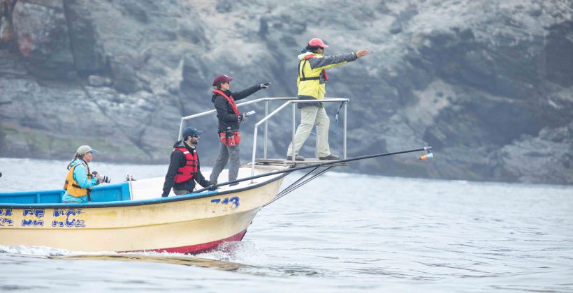 Inteligencia artificial logra clasificar sonidos de ballenas, terremotos y cañones de aire en Chile