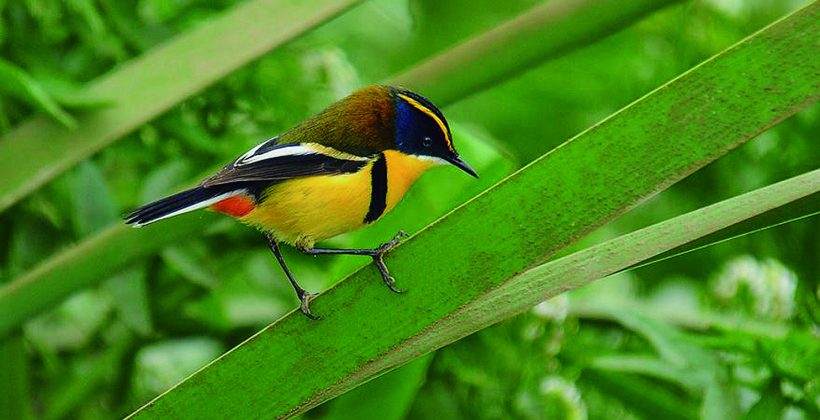 Se realizará capacitación en el uso de iNaturalist para la Gran Biobúsqueda del Hemisferio Sur en la Región de Coquimbo