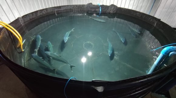 Expondrán sobre tecnologías aplicables al cultivo de peces marinos nativos