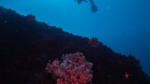Por primera vez estudian la forma en que los corales han colonizado el océano a diferentes profundidades a través del tiempo