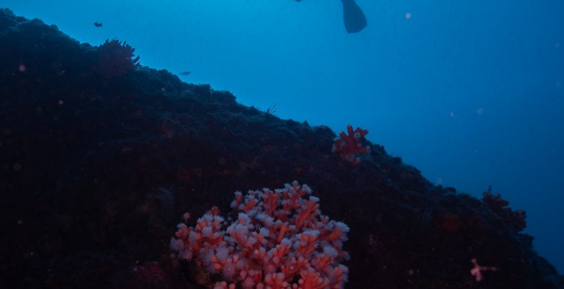 Por primera vez estudian la forma en que los corales han colonizado el océano a diferentes profundidades a través del tiempo