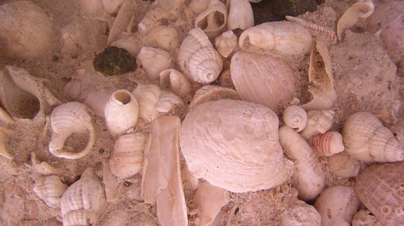 Las pistas sobre el cambio climático que arroja un estudio sobre la biodiversidad de moluscos marinos que vivieron hace 18 millones de años atrás