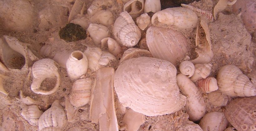 Las pistas sobre el cambio climático que arroja un estudio sobre la biodiversidad de moluscos marinos que vivieron hace 18 millones de años atrás