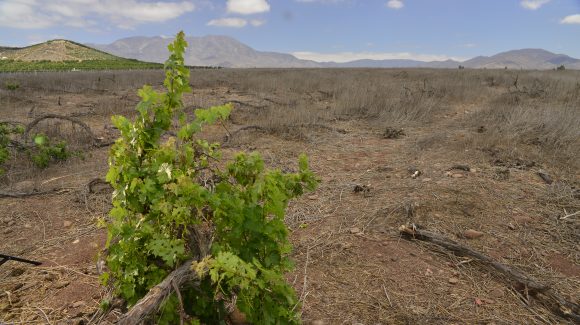 Se pronostican temperaturas bajo el rango normal para la época del año a lo largo de la costa y por encima del rango normal en áreas interiores de la Región de Coquimbo