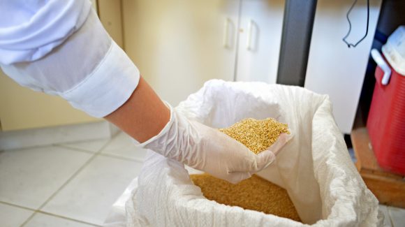 Científicos chilenos desarrollan alimento de quínoa para peces de cultivo
