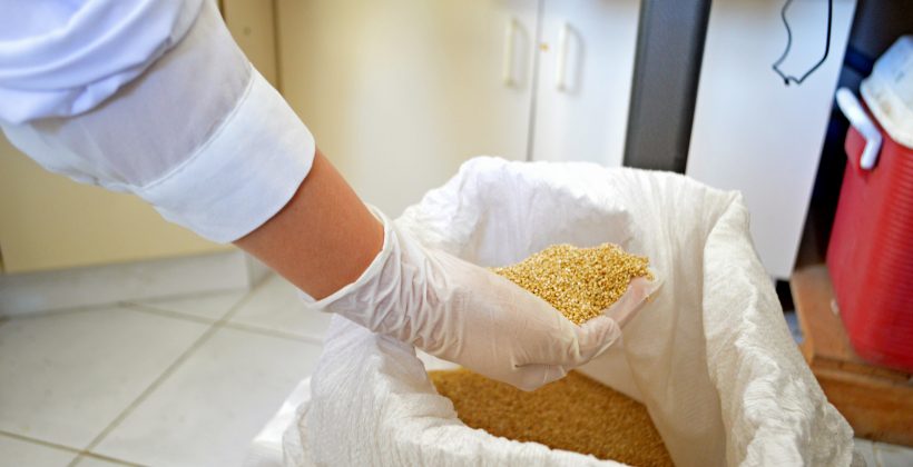Científicos chilenos desarrollan alimento de quínoa para peces de cultivo