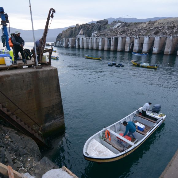 En la Región de Coquimbo: Científicos analizan efectos del fenómeno de El Niño en el océano