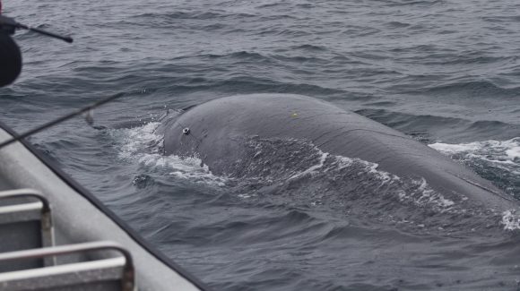 ¿Dónde van las ballenas?: Científicos monitorean vía satélite los movimientos de ballenas en Chile central