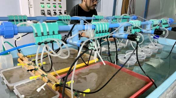Estudio aborda por primera vez en Chile el efecto de desalinizadoras en las machas