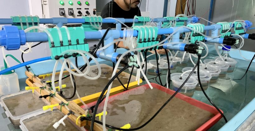 Estudio aborda por primera vez en Chile el efecto de desalinizadoras en las machas