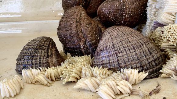 Científicos analizaron el efecto de salmuera de planta desaladora en el recurso marino loco
