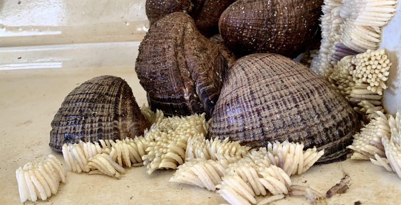 Científicos analizaron el efecto de salmuera de planta desaladora en el recurso marino loco