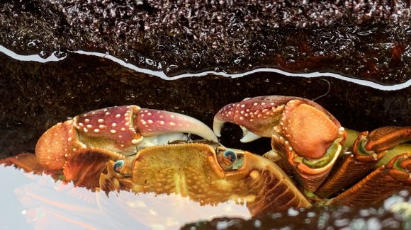 Más impactos revelados: Investigación expone los efectos escondidos del cambio climático en la vida marina de peces e invertebrados