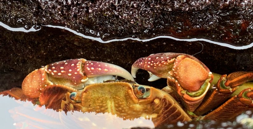 Más impactos revelados: Investigación expone los efectos escondidos del cambio climático en la vida marina de peces e invertebrados Más impactos revelados: Investigación expone los efectos escondidos del cambio climático en la vida marina de peces e invertebrados
