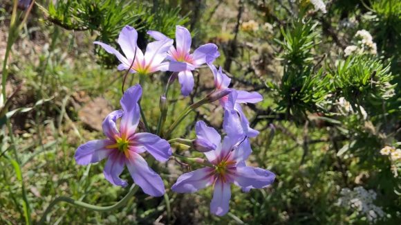 Investigadora de CEAZA comenta las probabilidades de que ocurra el Desierto Florido en 2024