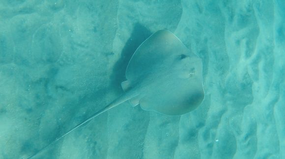 Nueva especie confirmada en el norte de Chile: Cómo reconocer a la raya diamante y reportar su avistamiento